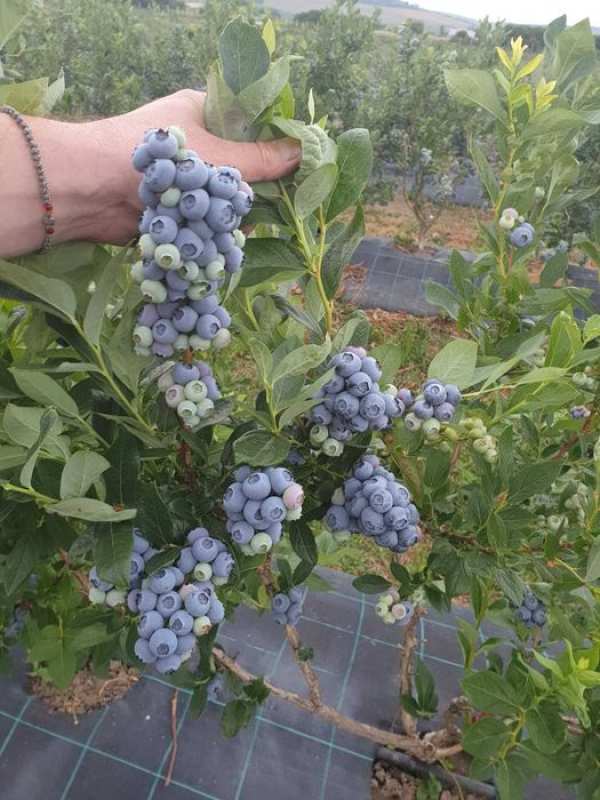 Vand ferma horticola, livada de afin 8ha, functionala, complet utilata