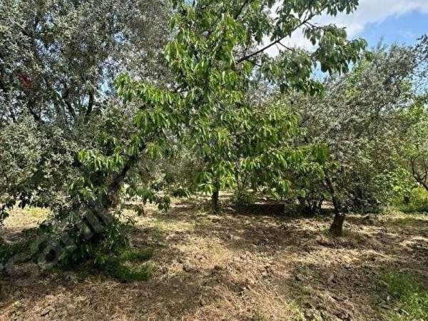 1738 m2 satilik mükemmel konumda zeyti̇nli̇k