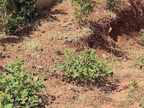 Göl yakını 500 m2 satılık hobi bahçesi, keçiören kösrelik