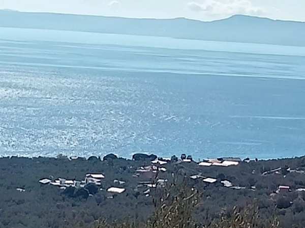 Deniz manzaralı zeytinlik