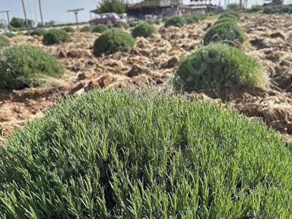 Keçiborlu lavanta köyü kuyucakta  satılık lavanta tarlası fiyat düştü kaçırmayın