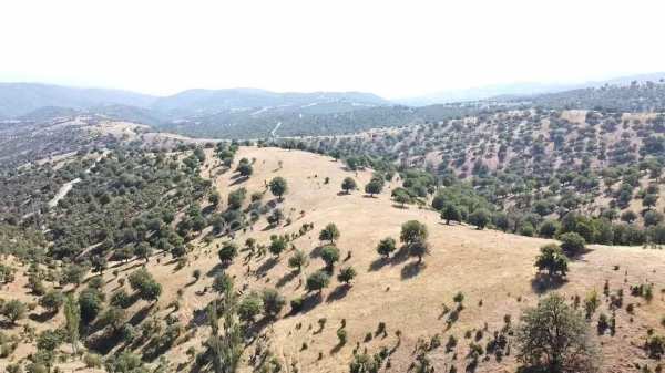Uşak eşme davutlar mah. 44.400 m2 tarla elektri̇k suyu yolu var